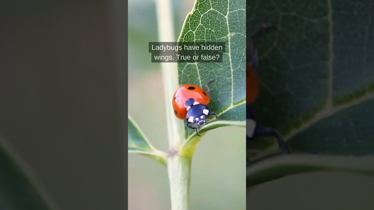 True Ladybug Beetle vs Ladybug: Classification, Differences, and Ecological Value