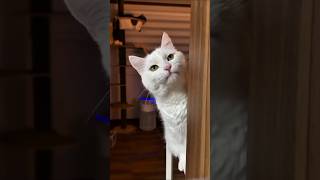 Begging face #funnycats #funny #meow