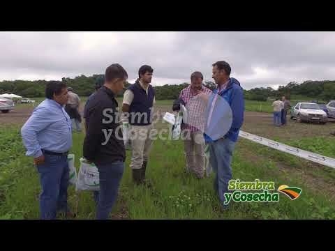 Vídeo: Como a Monsanto controla a soja?