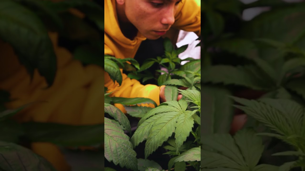 Seguimiento Completo en 1 minuto