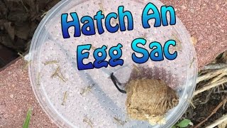 Praying Mantis Egg Sac Information - How To Hatch An Egg Case