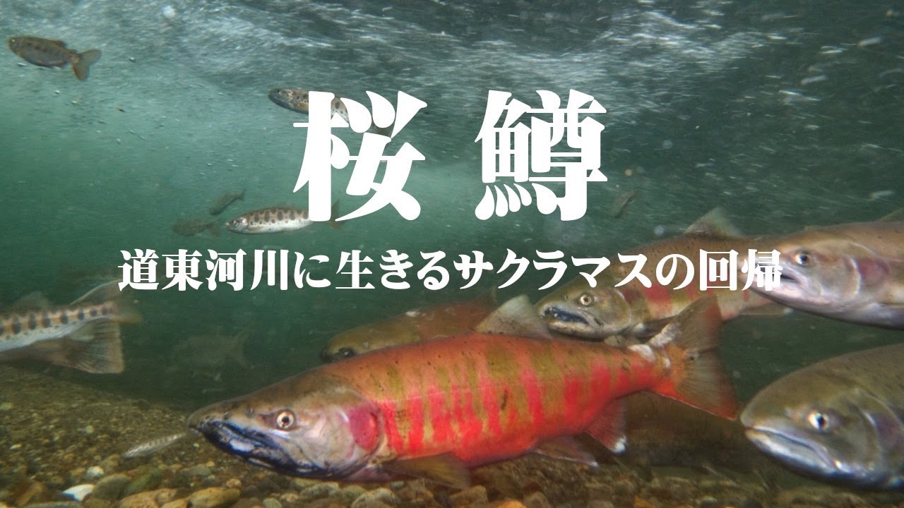 標津川】道東河川に生きるサクラマス【斜里川】【サクラの滝