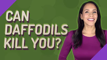 Can you die from eating daffodils?