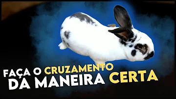 Como fazer o cruzamento dos coelhos?
