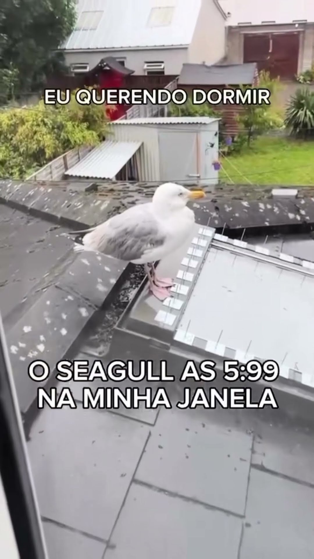 ? #memes #memecomedia #alegria #comediamemes #memeiro #tirullipa