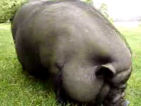 Pot-Bellied Pig in Vermont
