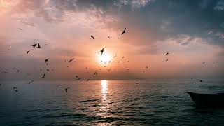 Video sea and birds at the sunrise free 4k | فيديو للمونتاج | بحر وطيور وشروق الشمس بدون حقوق مجاني