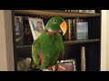 Parrot Plays on Bookcase - Jasper the Eclectus Parrot