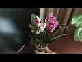 #орхидеи. Очередная бабочка пополнила мою коллекцию! Наташенька Спасибо!