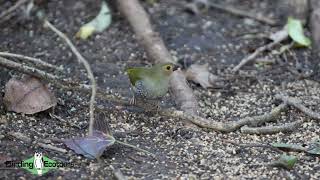Elusive Green Twinspot feeding on forest floor - South African birding tours!