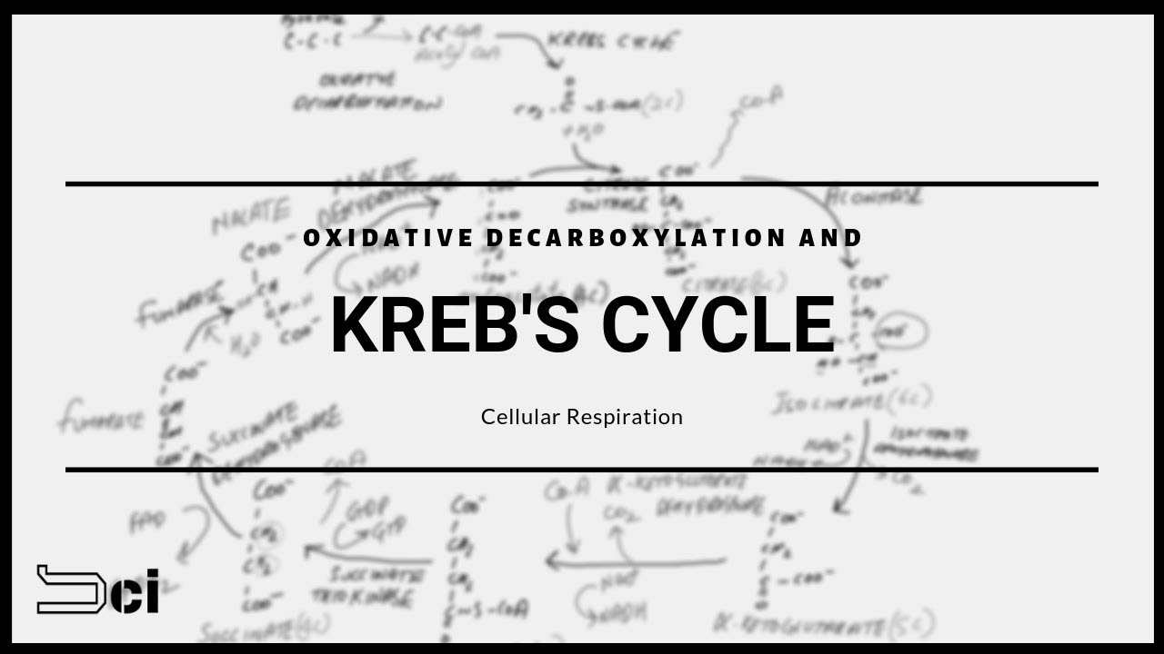 Get Cellular Respiration Meaning In Tamil Images