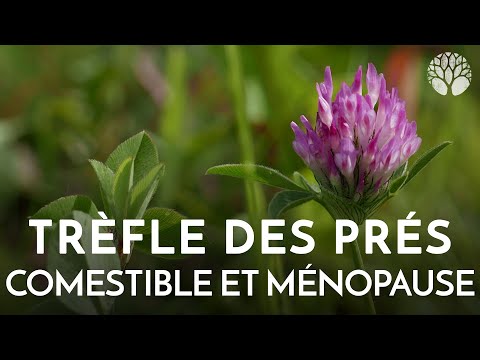 Vidéo: Trèfle Rouge Pour La Ménopause