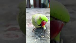 Mitu Mitu ... Resimi