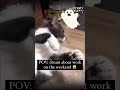 Funny cat