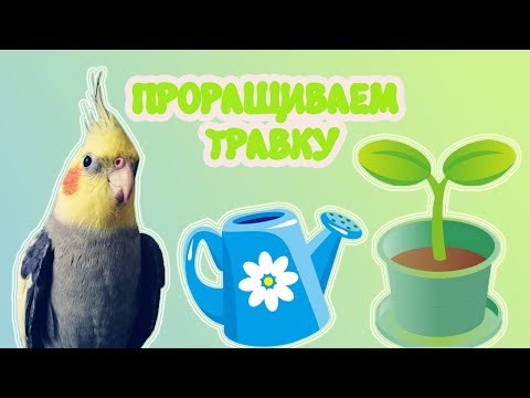 Как прорастить травку для попугая?