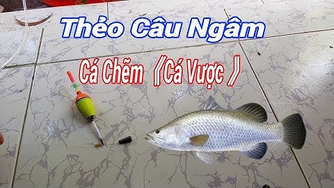 ♦️Thẻo Câu Cá Chẽm ( Cá Vược )🌟AE Tham Khảo