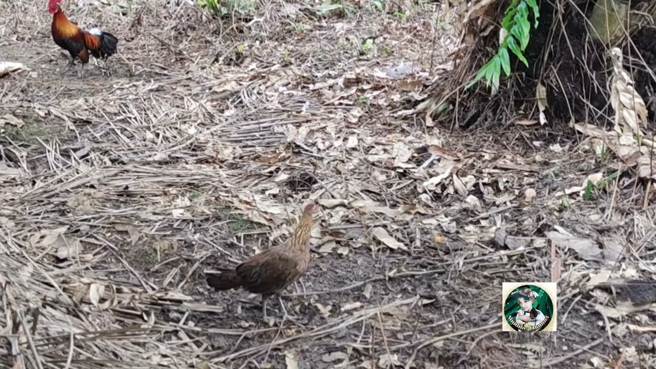 Ayam Hutan Pikat Betina F1 #56