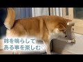 ワンコの密かな楽しみ♡|PECO