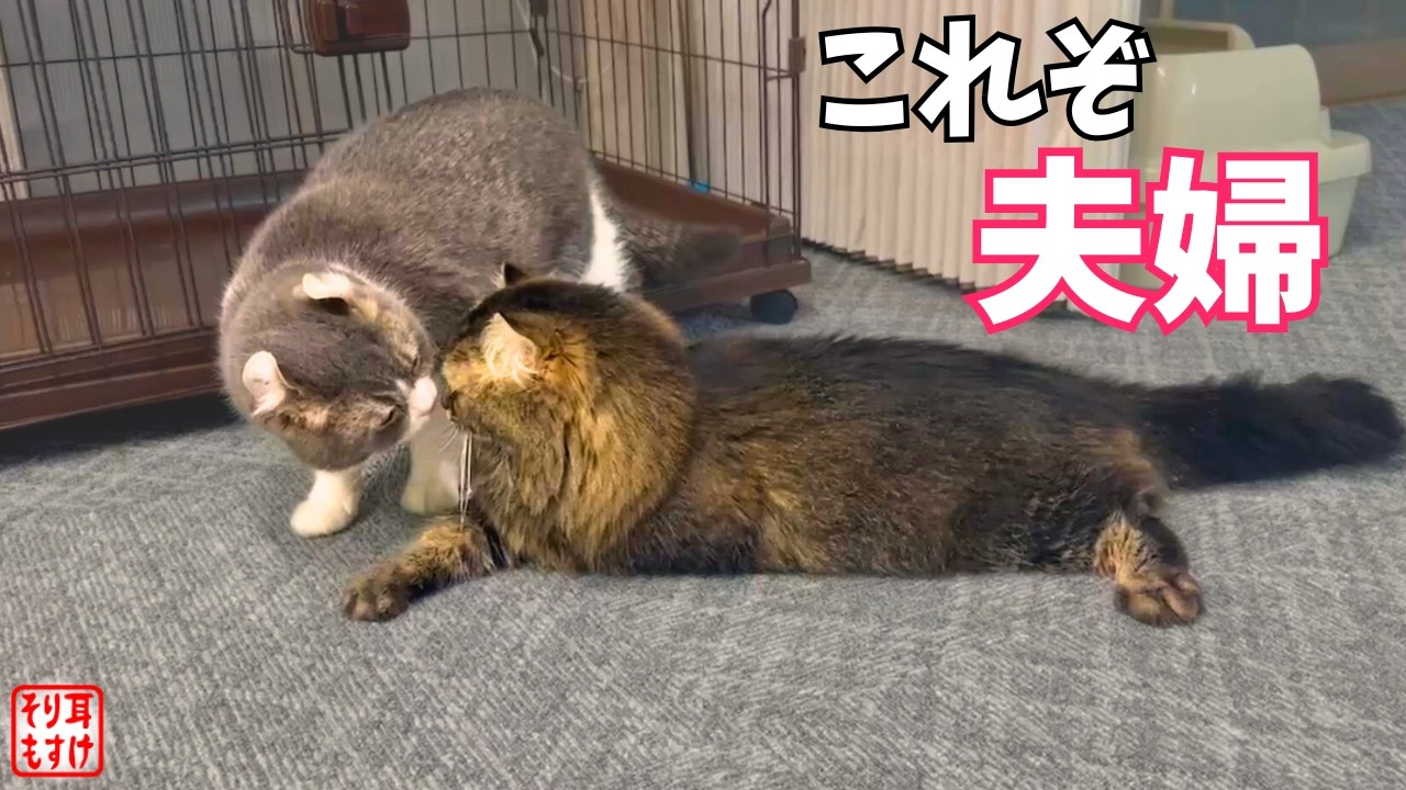 妻の大ピンチを一緒に乗り越える猫夫婦の絆に感動しました。 - YouTube