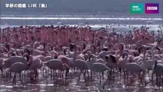 学研の図鑑 LIVE 「鳥」　付属DVDの中身