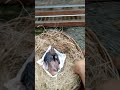 panen cucak Rowo umur 7 hari