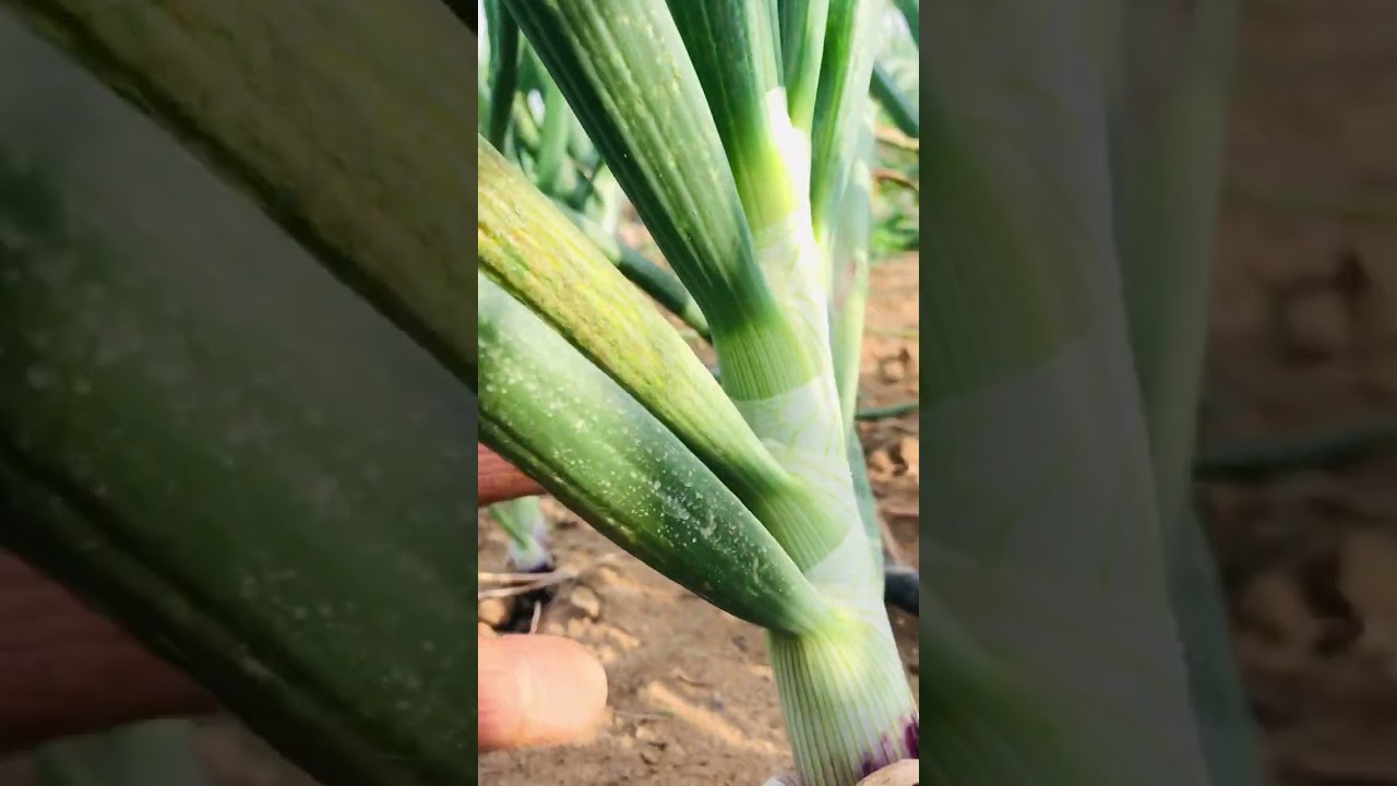 أزاي تعمل تحجيم وصلابه للبصل من غير تكاليف.  ولماذا زراعه البصل السنادي أكثر إصابات