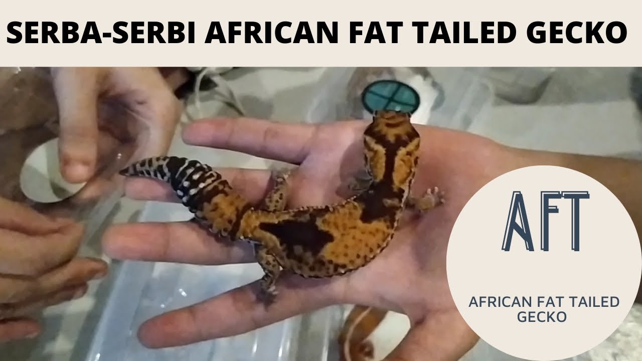 MEMBAHAS AFRICAN FAT TAILED GECKO!!! SAUDARANYA LEOPARD GECKO!!