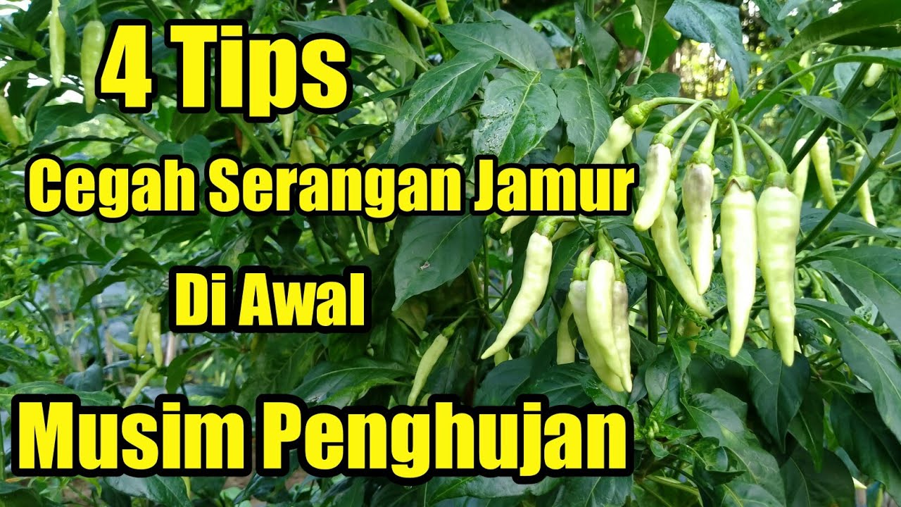 4 tips cegah serangan  jamur  di  awal musim penghujan YouTube