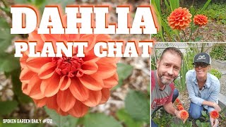 🌷 Dahlia Plant Chat - SGD 172 🌷 Plant Talk Dahlia