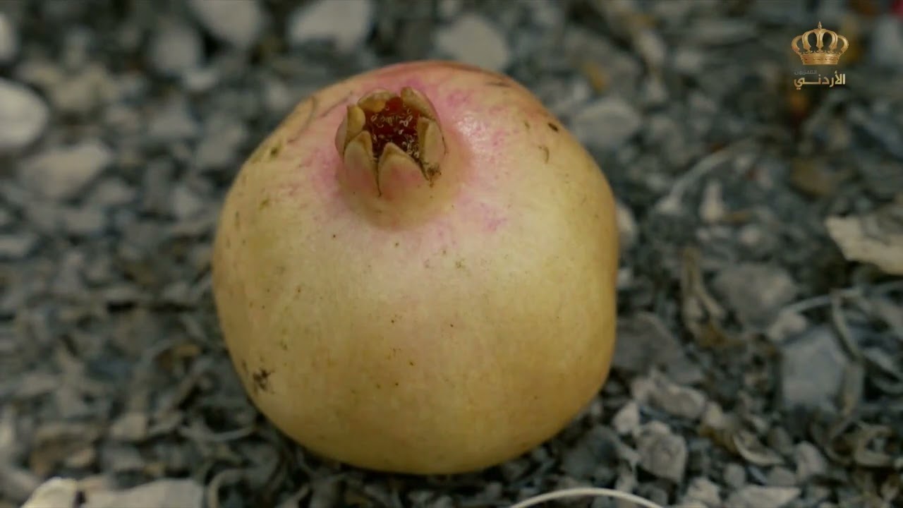 يسعد صباحك | موسم الرمان من لواء الكورة