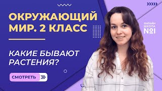 Видеоурок 10. Какие бывают растения? Окружающий мир 2 класс