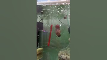 LA HÁN KHỈ ĐỎ ĐANG BUN ĐẦU