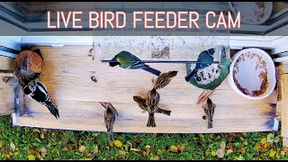 Birdlife Fascination: 'Bird Feeder Cam' Live from Anetka's Windowsill
 / 2.05.
