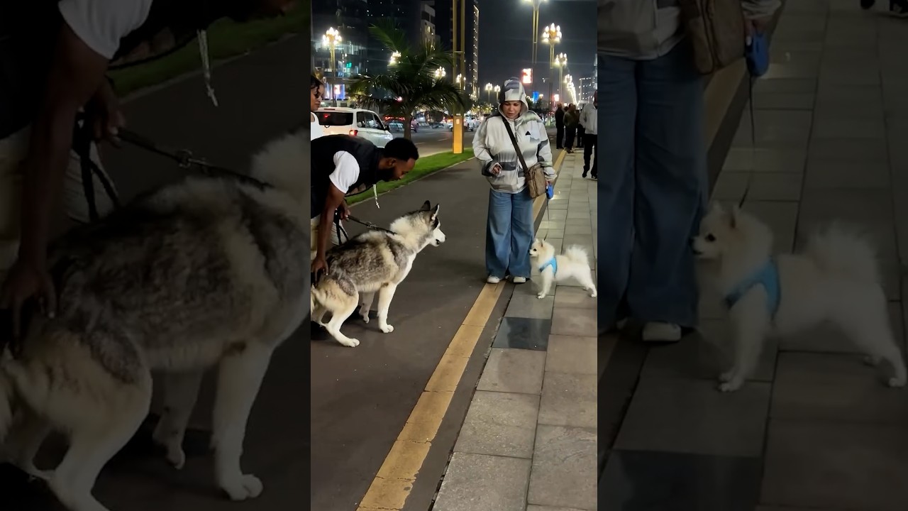 Tiny dog takes on massive dog