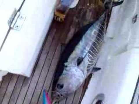 TUNA FISHING FROM FISHERMAN GEORGE FILMED BY THEO