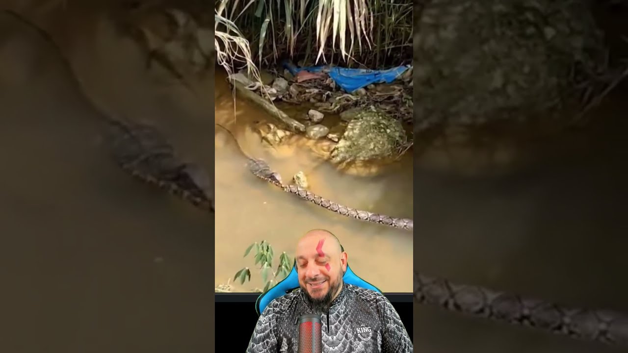 Jacaré pequenino predou sucuri ou lagarto oportunista devorou Malayopyyhon?