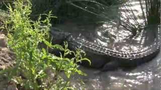 Gator Wrestling - Michael Morgan's Wild Ride On A 10 ft+ Alligator (He Gets Bonked On The Head)