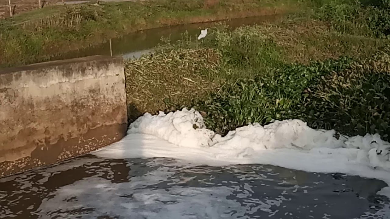 Polluted Rice Field WATER POLLUTION FOR RICE FIELD (MANIPURI) Part 1. - YouTube