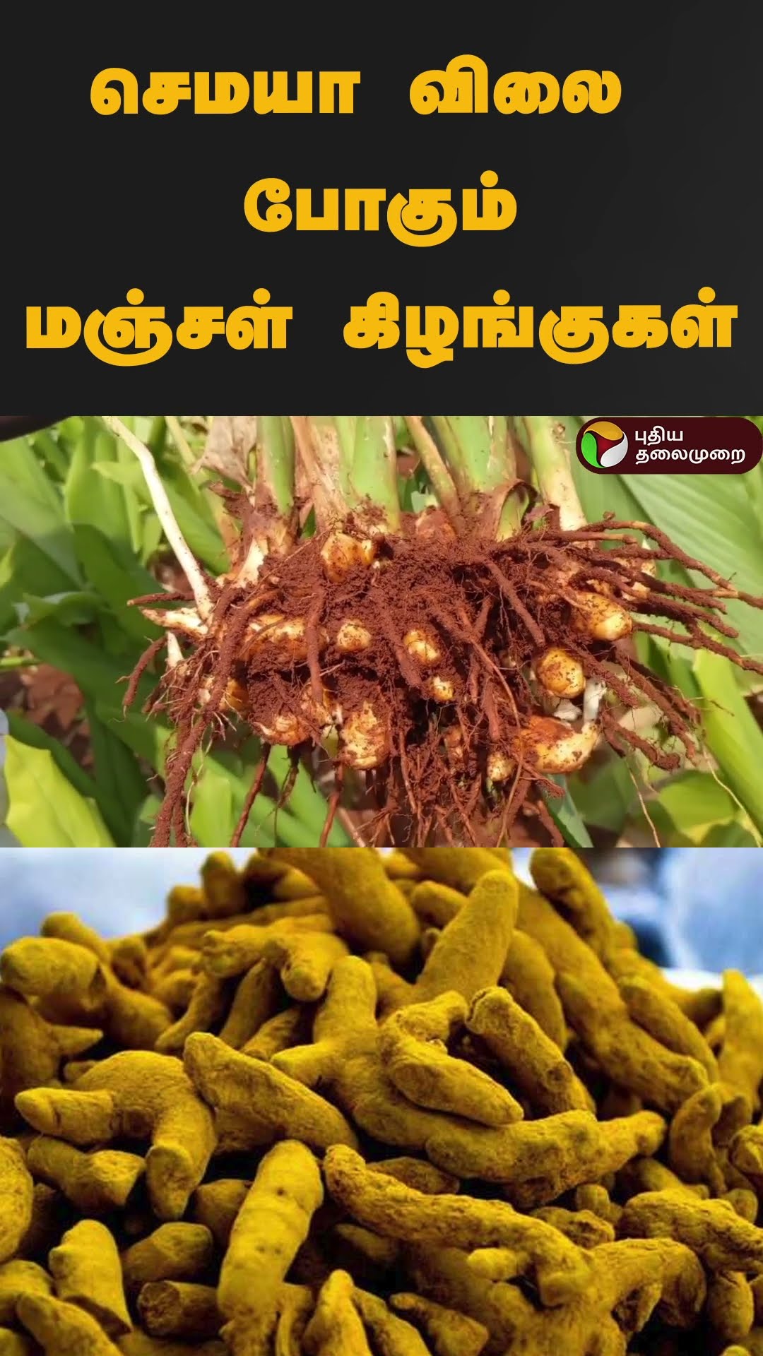 செமயா விலை போகும் மஞ்சள் கிழங்குகள் | #shorts | #turmeric | #theni
