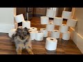 Pomeranian Puppy takes on the toilet paper challenge!