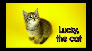 Denorian - Lucky, the cat