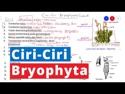 Video: Adakah bryophytes mempunyai dinding sel?