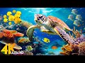 Ocean 4K - Beautiful Coral Reef Fish in Aquarium, Sea Animals for Relaxation(4K Video Ultra HD)