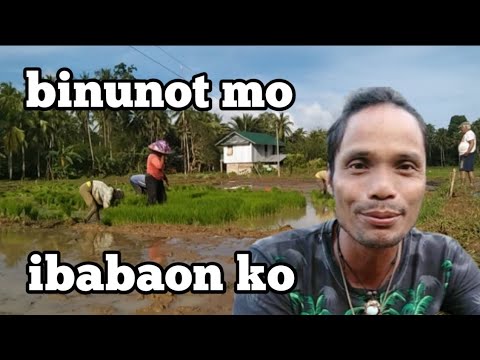 Video: Saan nagtatanim ng palay sa Canada?