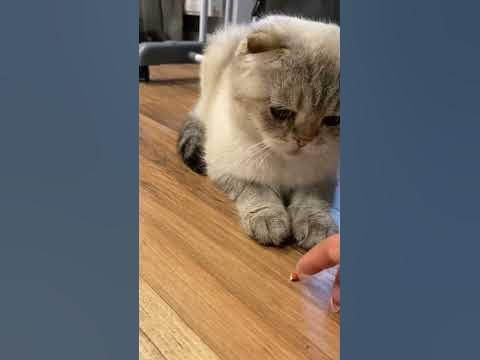 #кошка - YouTube