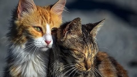 Wie lange kann es dauern bis katzen sich vertragen