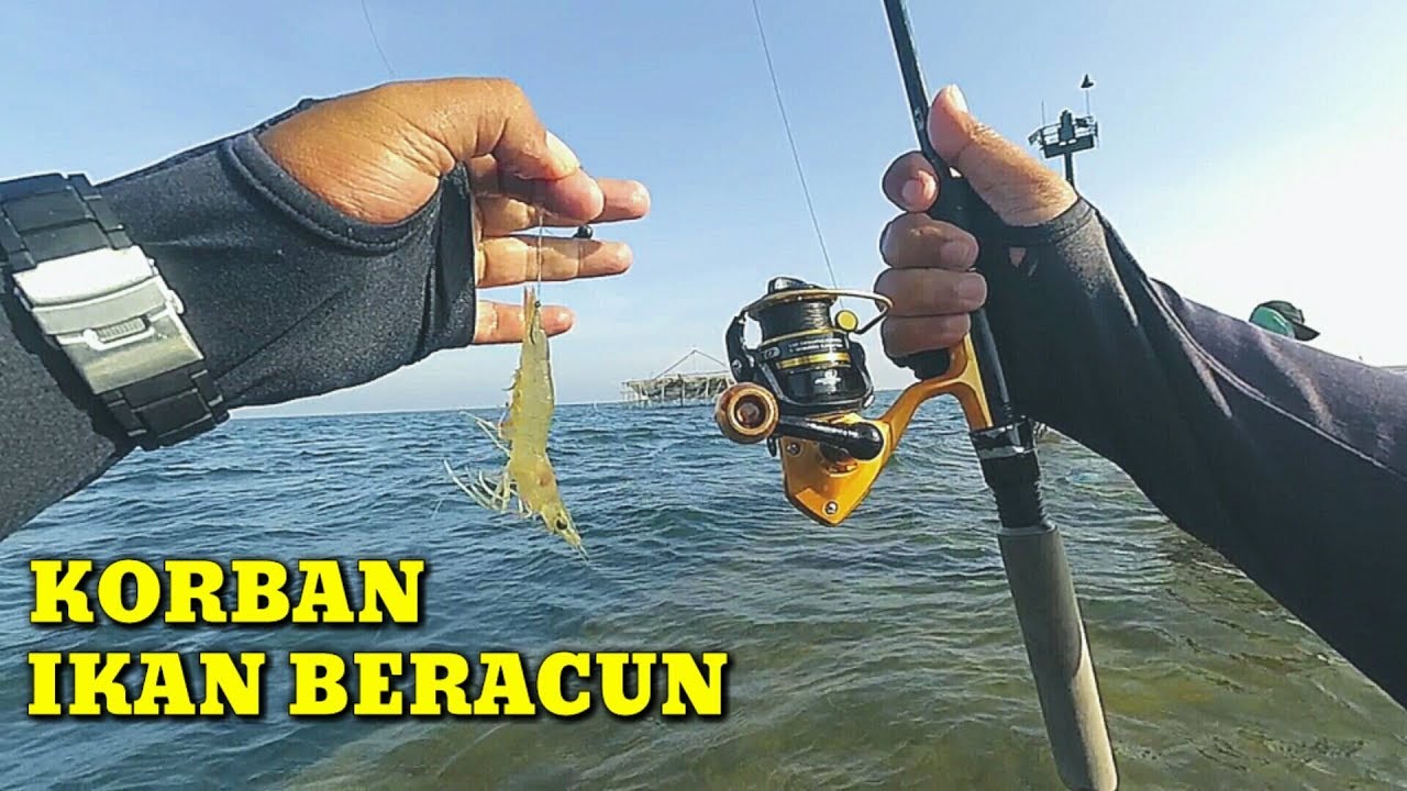 Sembrono!!!! Tersengat Ikan Beracun Saat Mancing di Spot Ekstrim