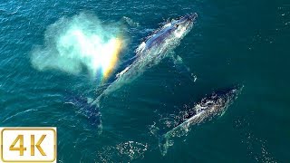RARE DRONE FOOTAGE OF HUMPBACK WHALES IN 4K (MOMMA AND HER CALF) 🐋