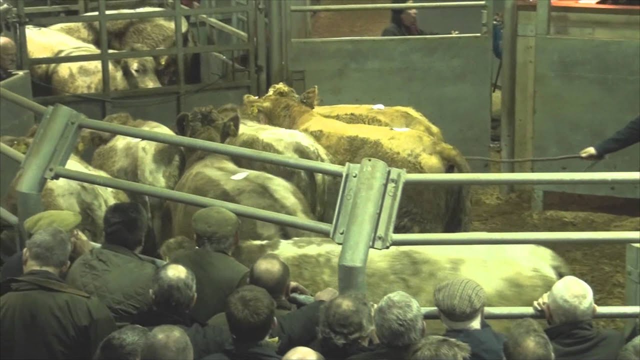CCM Auctions Skipton Store Cattle Sale Wednesday 7th January, 2015