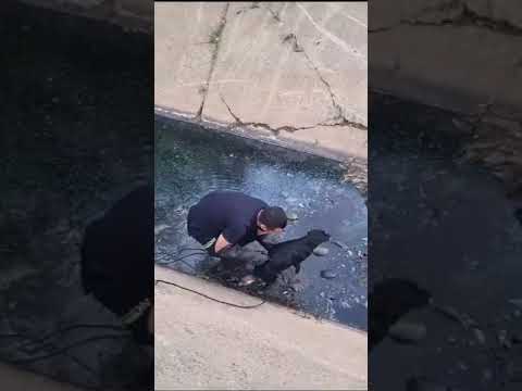 Policías rescataron a un perrito que estaba atrapado en el interior de un caño en Cali